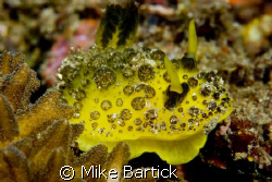 This is an undescribed Nud. The name for now is Doris sp4... by Mike Bartick 
